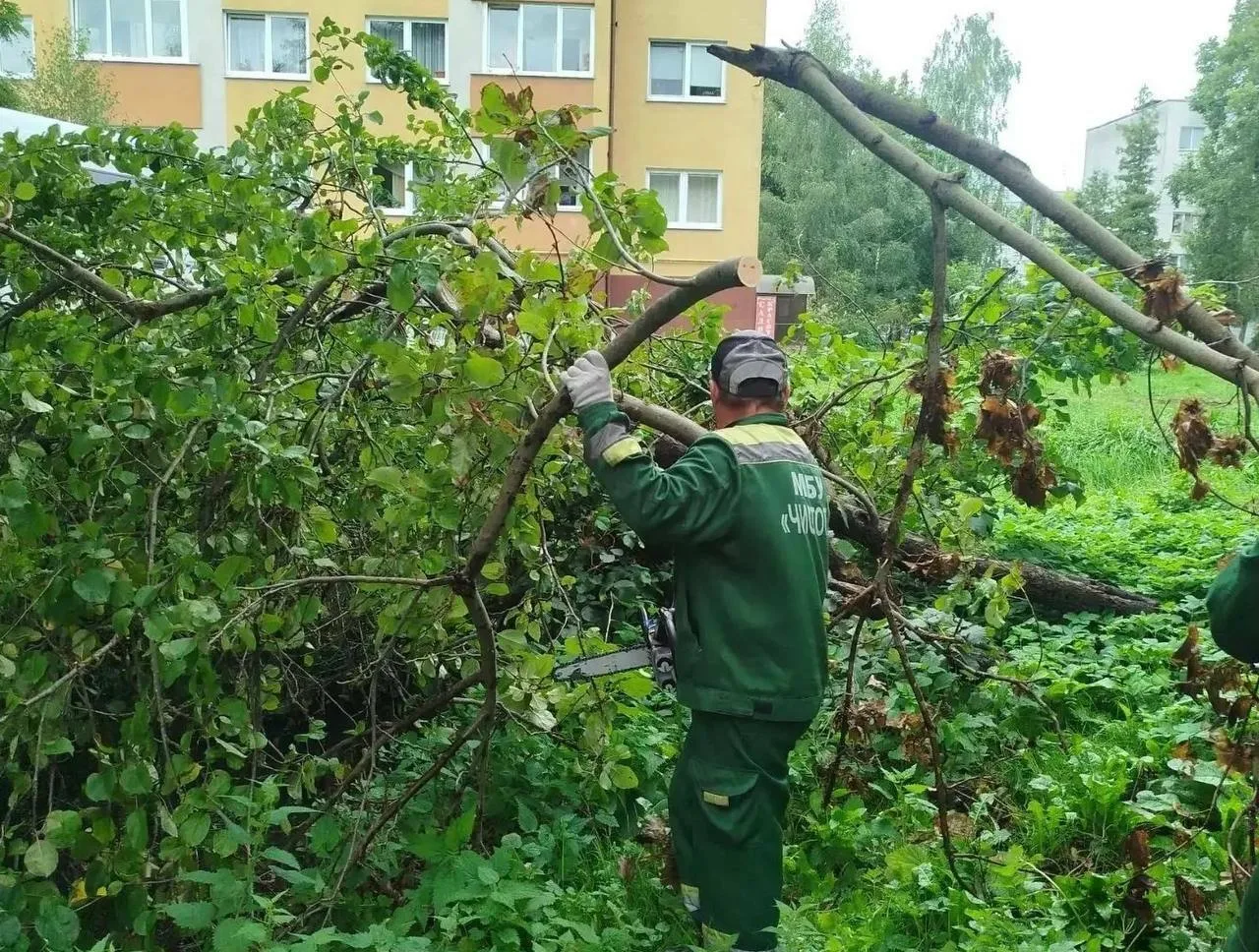 Шторм в Калининграде: деревья падают на дороги, машины и провода