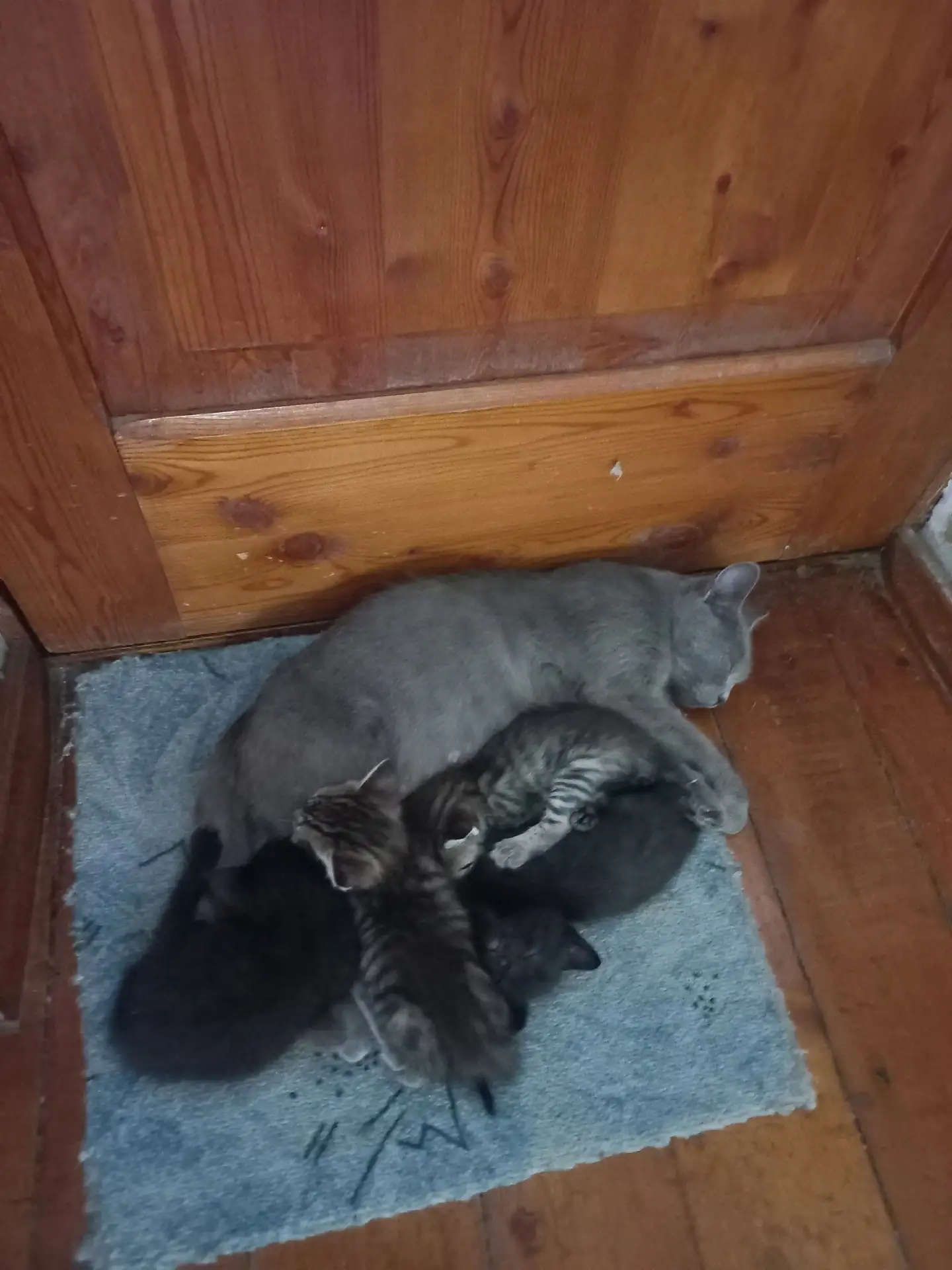Отдам в добрые руки любого понравившегося котёнка от тайландской кошки Корат. Котяткам ...