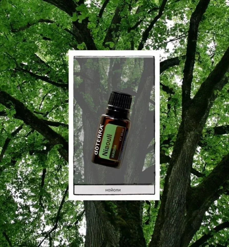 Эфирное масло найоли (Niaouli) от бренда dōTERRA — это близкий родственник знаменитого ...