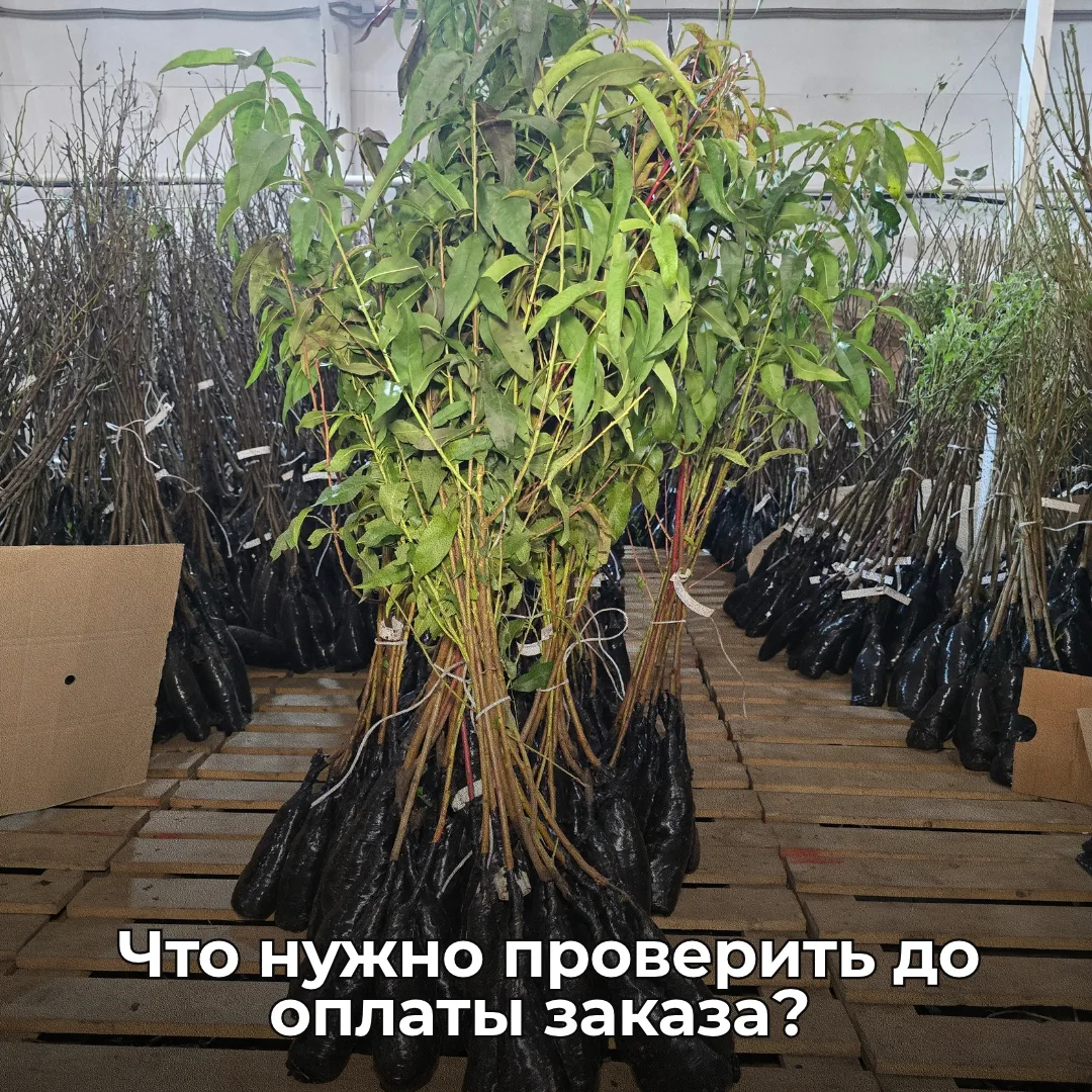 🔍 Что проверить до оплаты?
