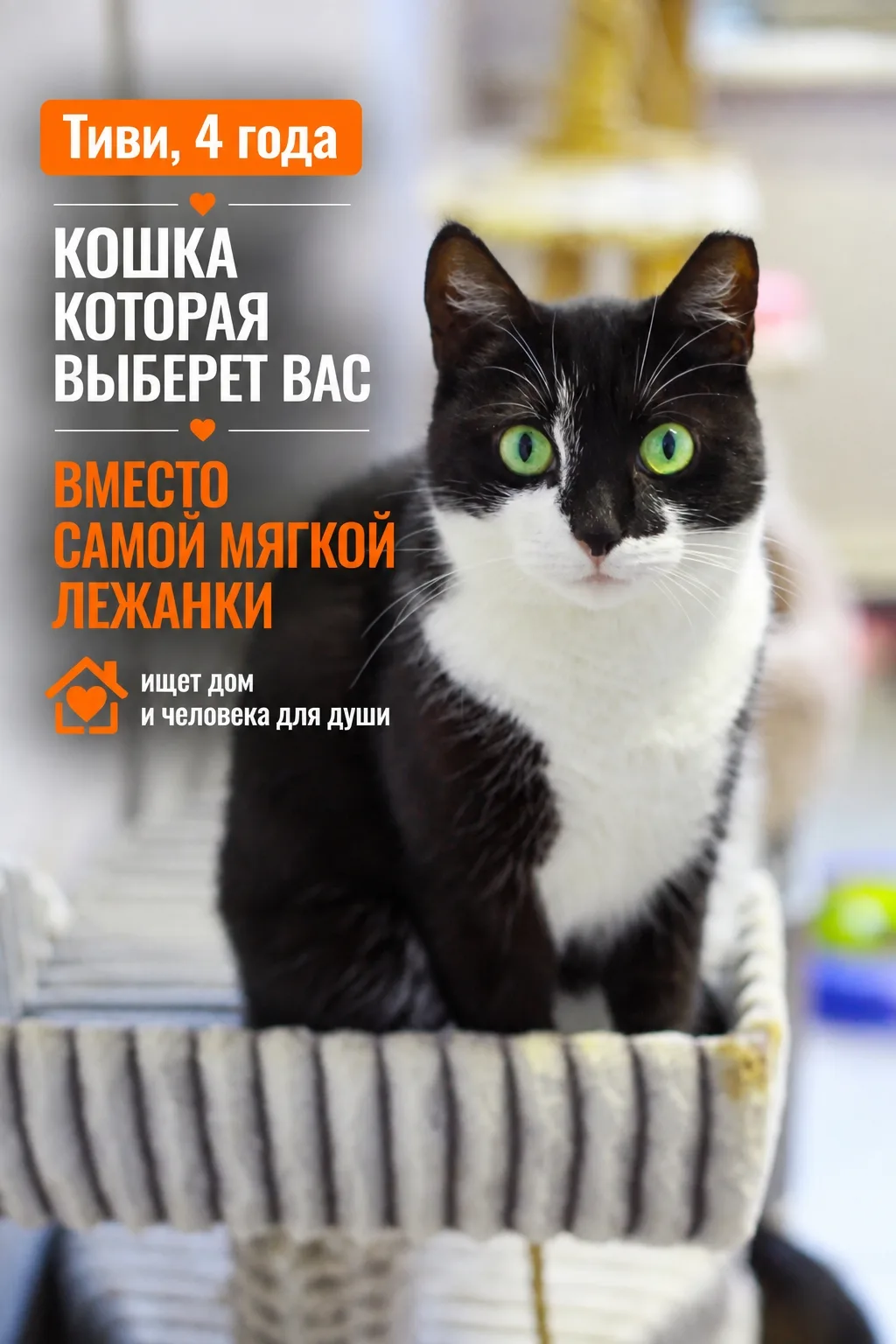 Тиви не просто любит людей, она жить без них не может! Стоит только оказаться рядом, ка...