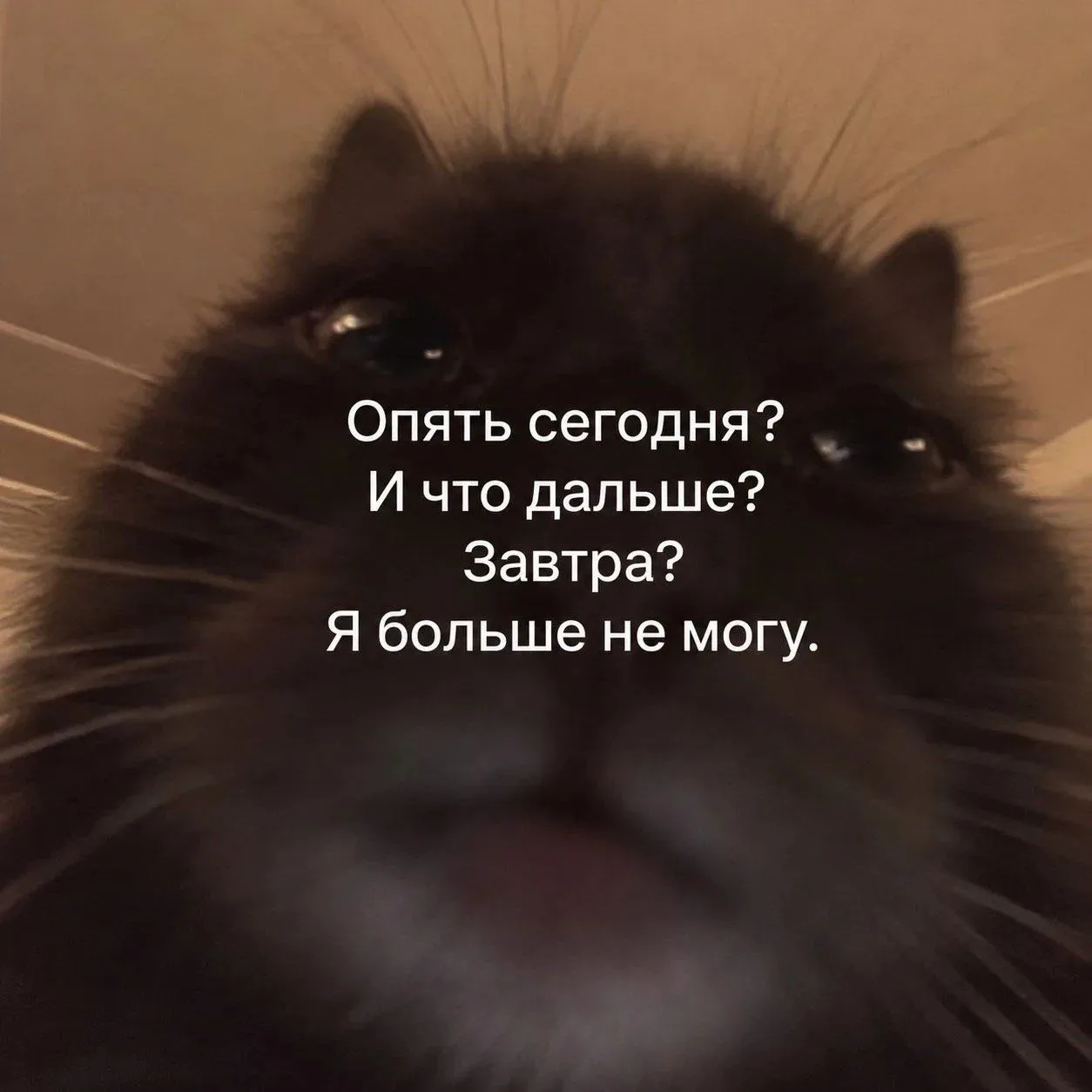 🐾 Коты бывают правшами и левшами. Да, ваш пушистый тоже.