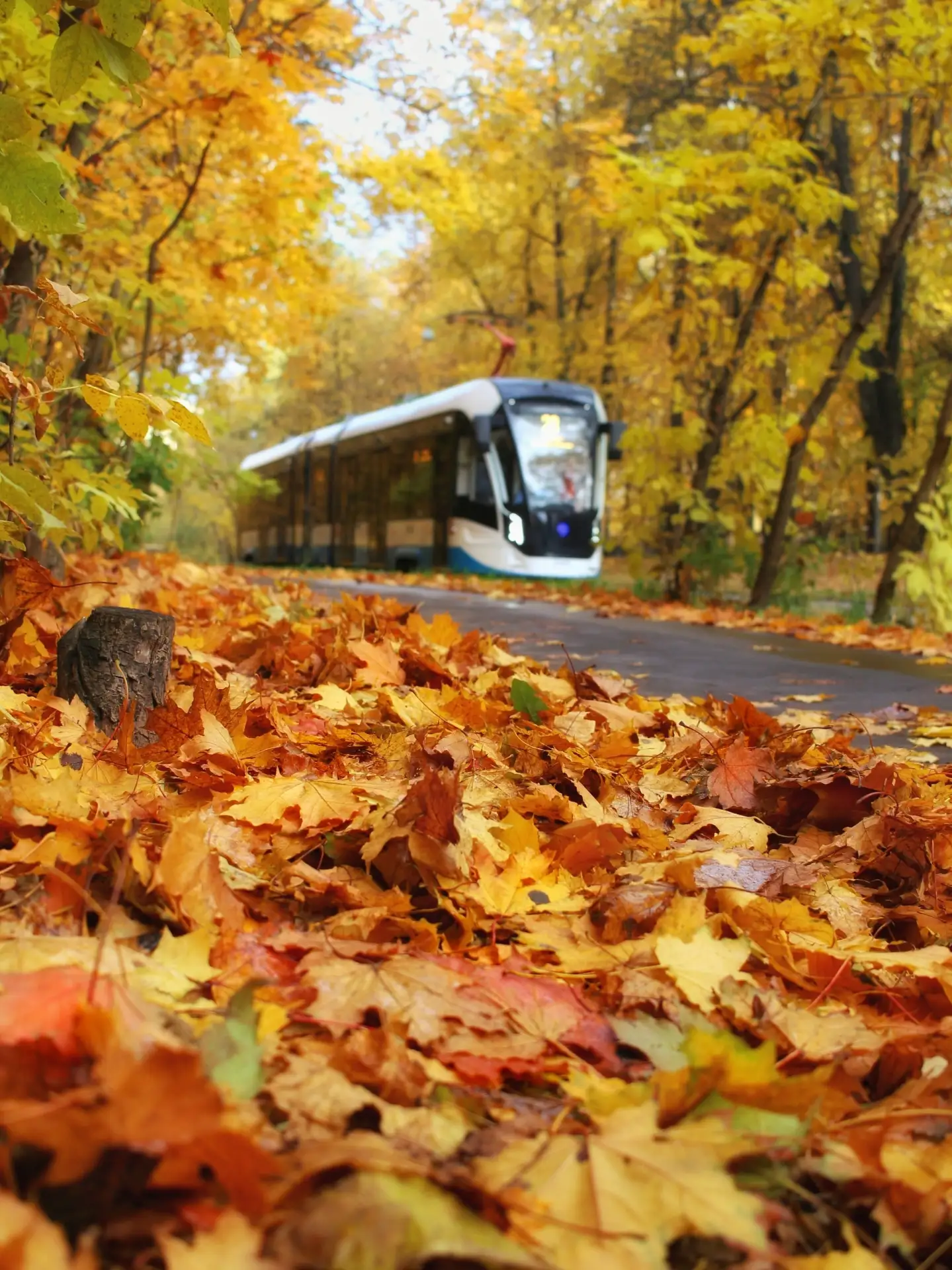 По осеннему маршруту...🚃🍁