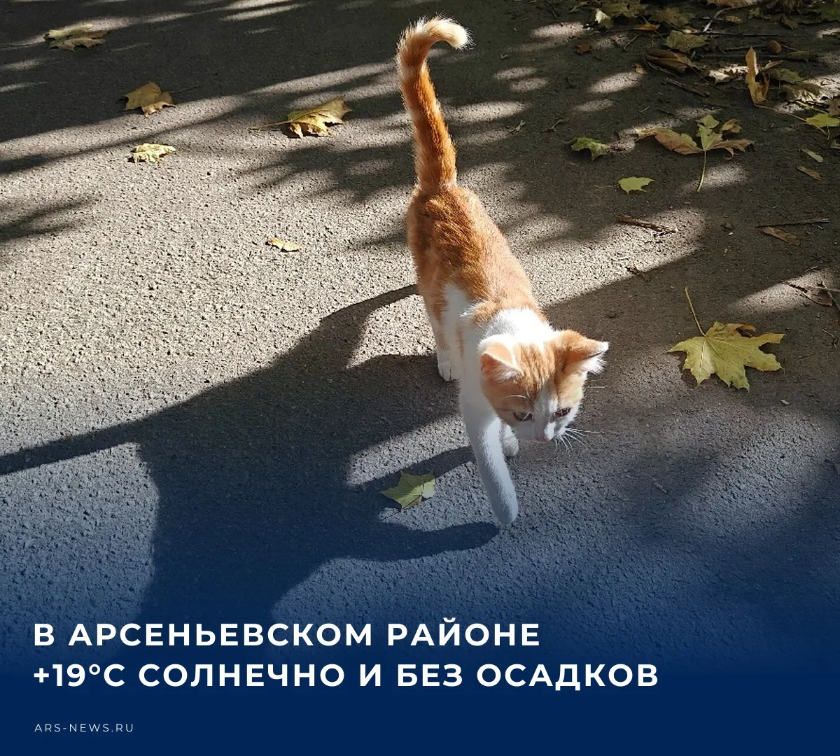 🌤️ Сегодня, 12 октября, в Арсеньевском районе ожидается переменная облачность без осад...