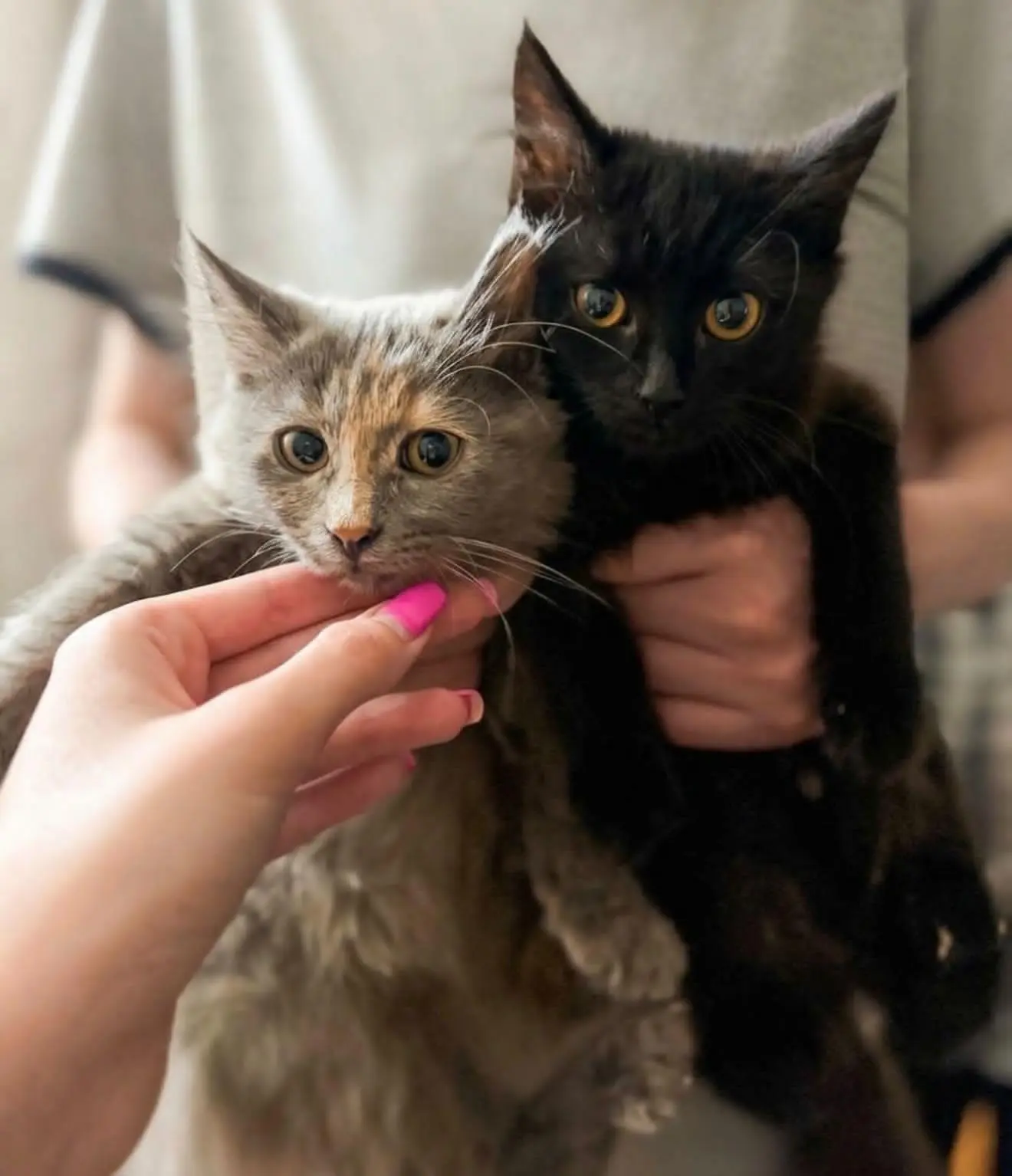 В добрые руки! Котята-подростки(девочки)