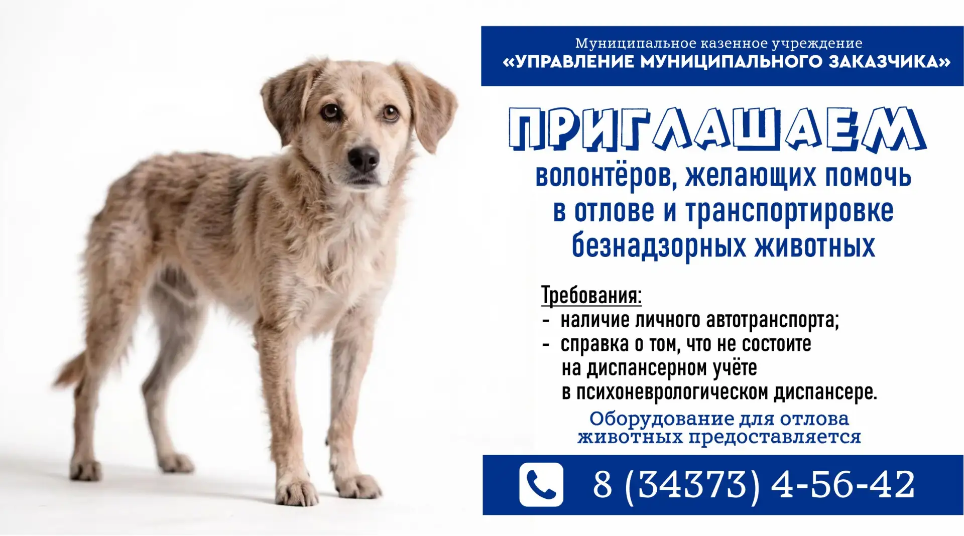 Обращаемся к волонтёрам, радеющим за гуманное отношение к домашним животным. Знаем, что...
