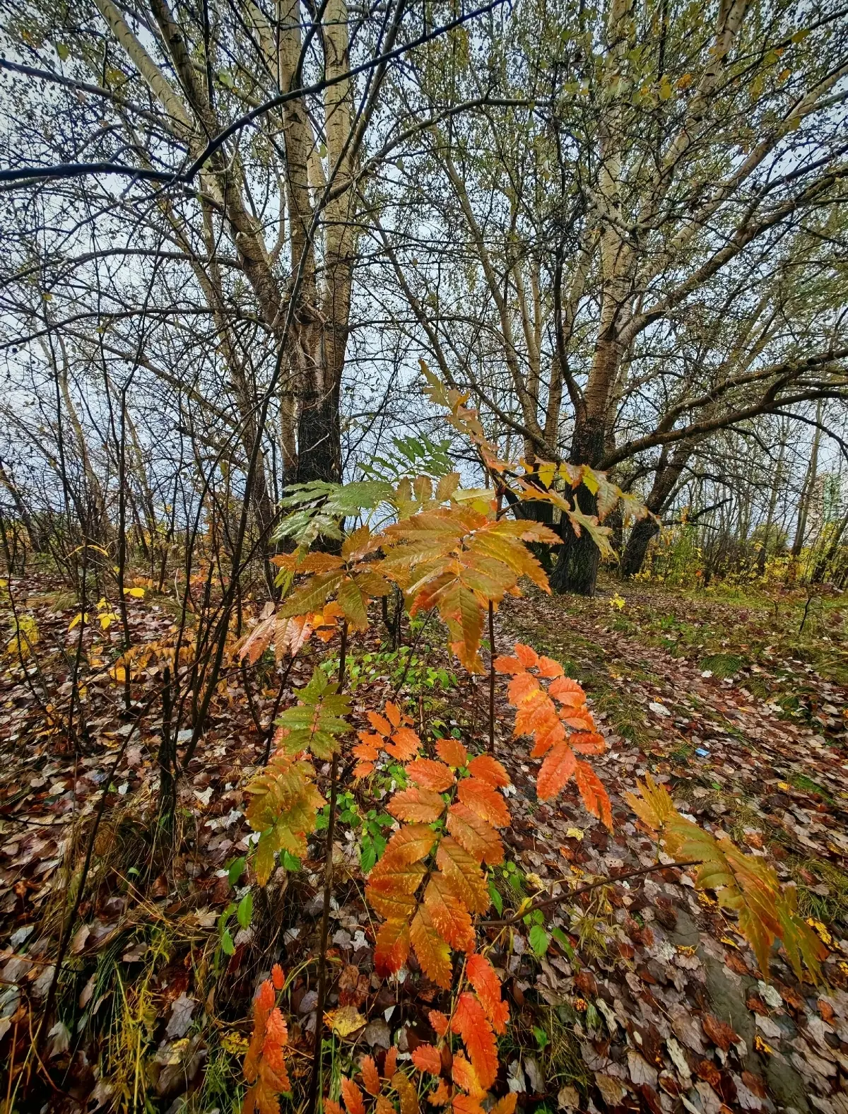 Курганцам подарили невероятно красивую осень 🍁