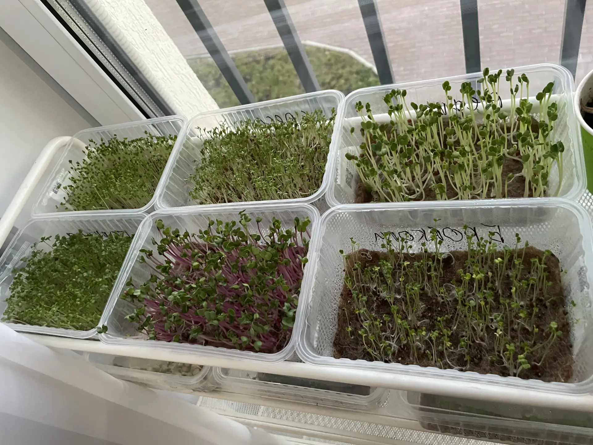А вот и наши малыши подросли! 🌱