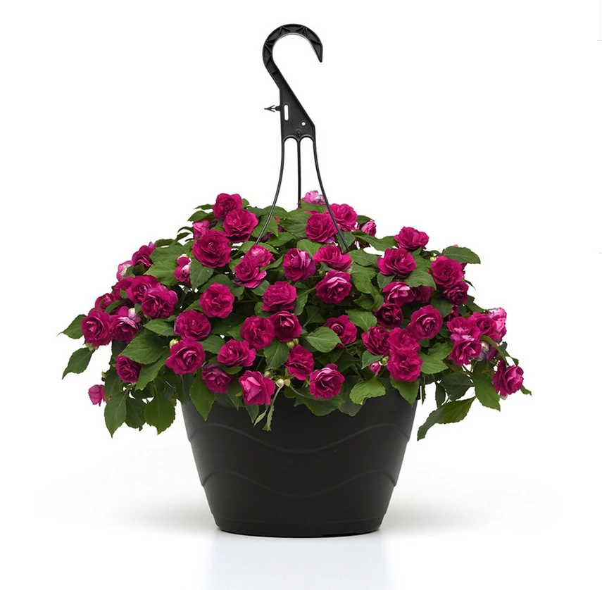 Double Impatiens Glimmer™ Burgundy