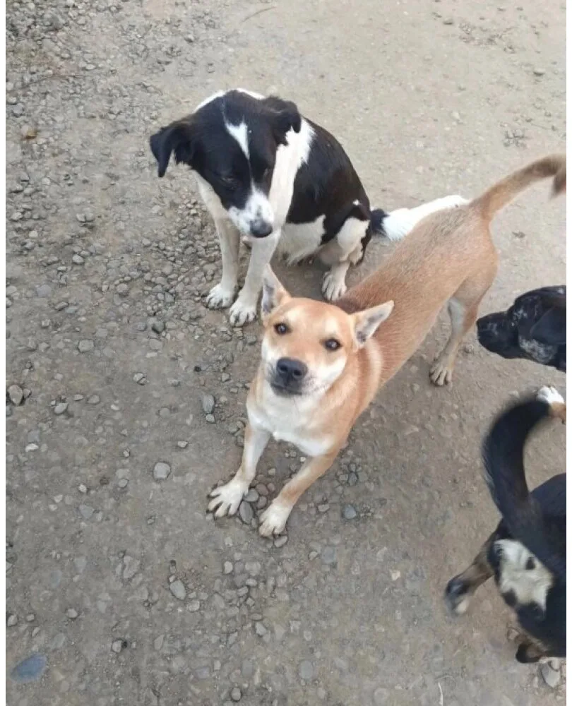‼🐾Срочно нужен дом🐾‼