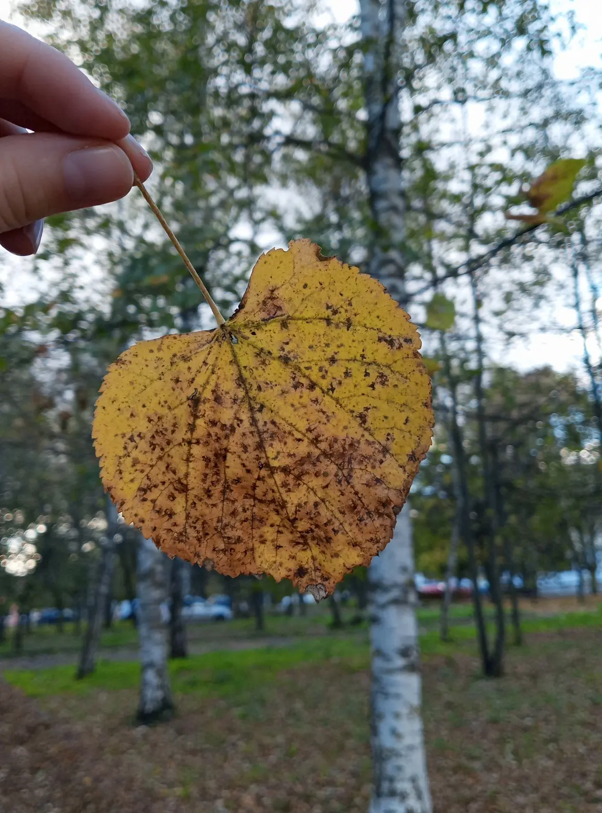 Здравствуйте, друзья! 😘