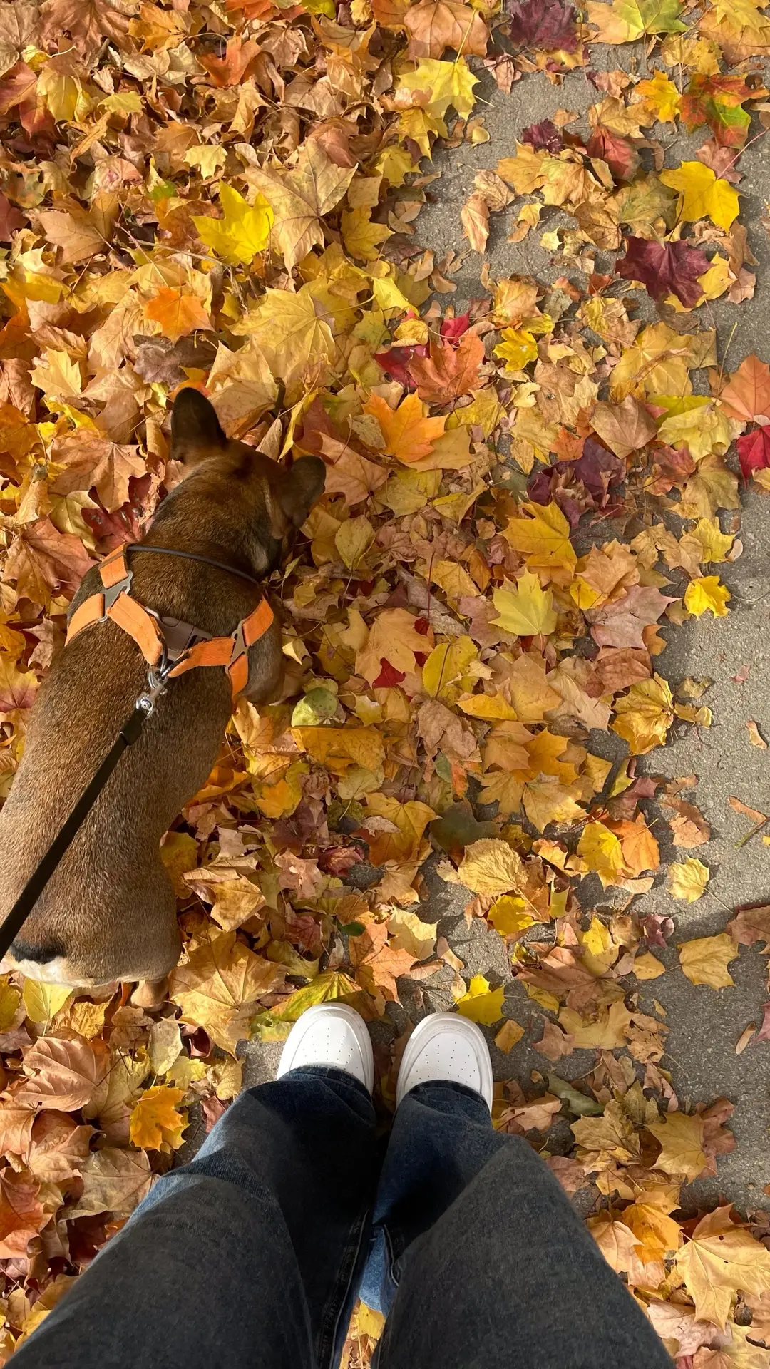 В этом году осень прекрасна 🍁