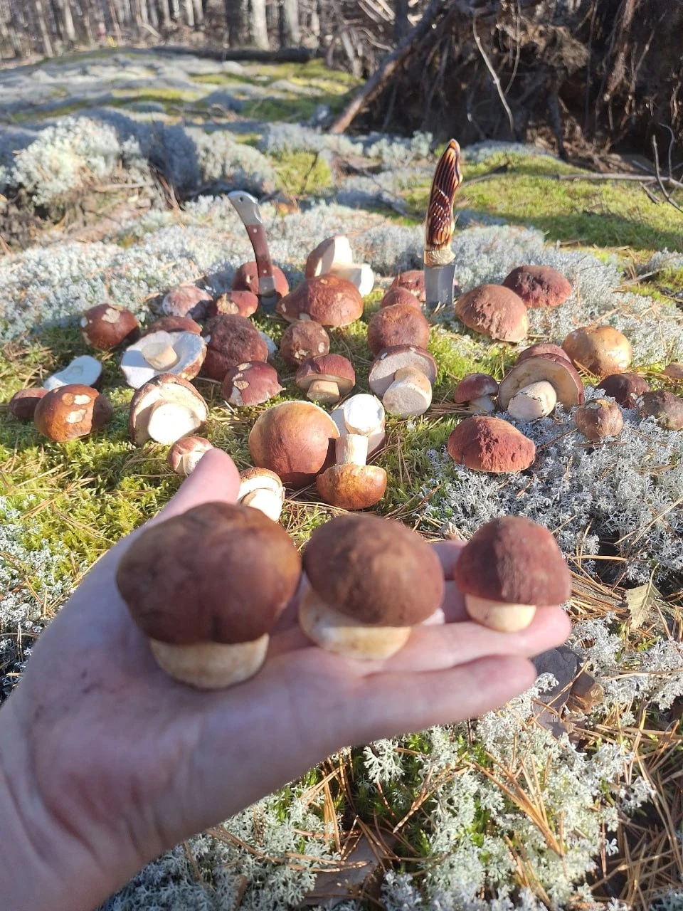 🍄 Солнце всё ещё радует, а значит, грибной сезон в Чувашии пока не заканчивается