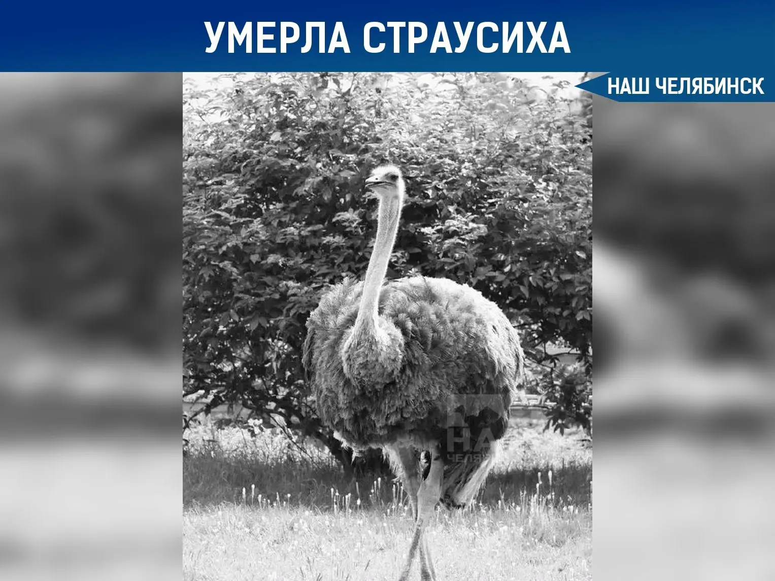 🪶 В челябинском зоопарке не стало страуса Галины Николаевны
