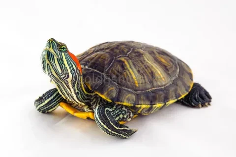 Красноухая черепаха (Trachemys scripta elegans) — яркая и узнаваемая обитательница аква...