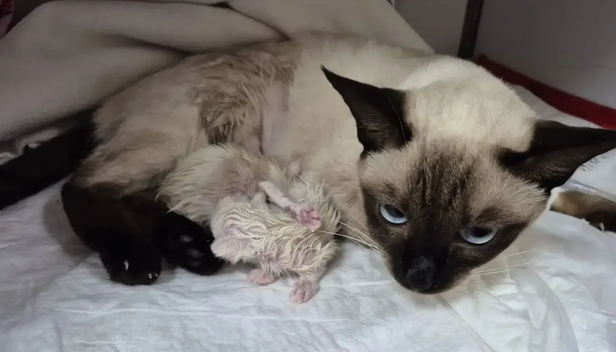 🐱🐱Успешно поведенная операция позволила появиться на свет двум новым жизням