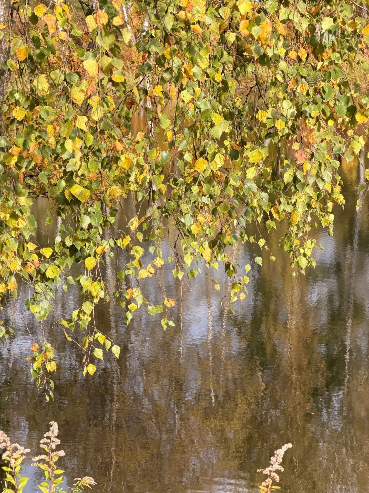 Шикарная золотая осень