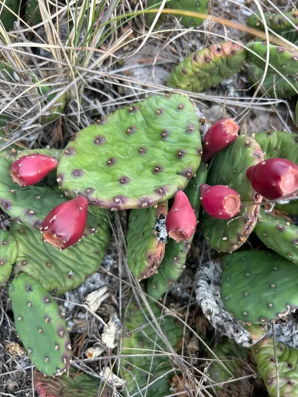 🌵Кактусы опунция на склонах Маркотхского хребта.
