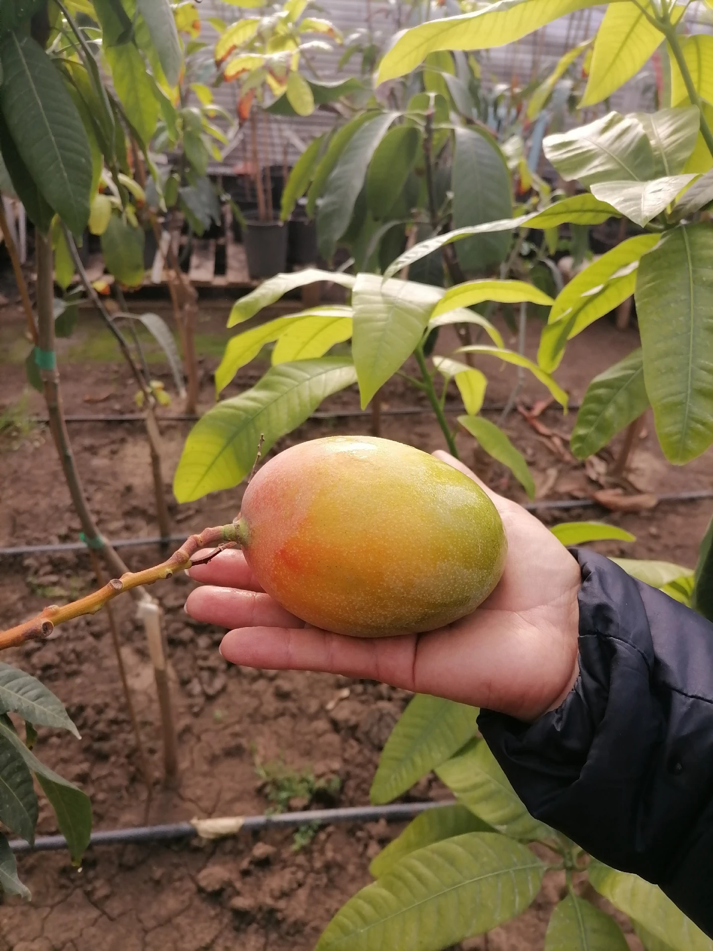 🥭 Кто опыляет манго? Мухи!
