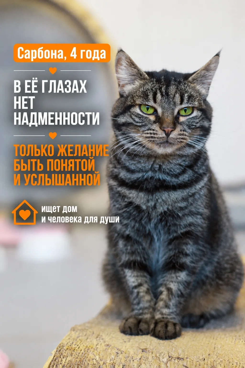 На первый взгляд Сарбона кажется очень уверенной в себе кошкой, которая привыкла брать ...