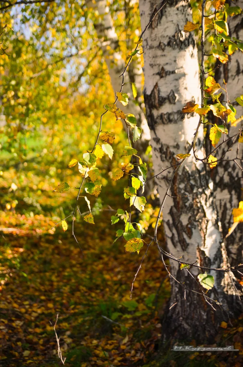 Березки вовсю переодеваются в осенние наряды🍁