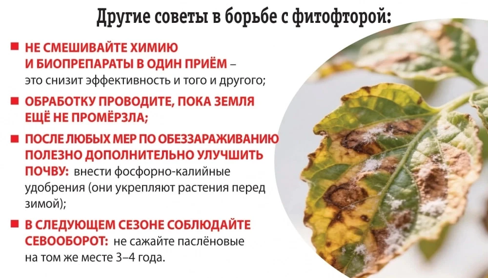 Как очистить почву от фитофторы осенью