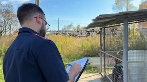 На Кубани бойцовые собаки прокусили голову 12-летнему ребенку
