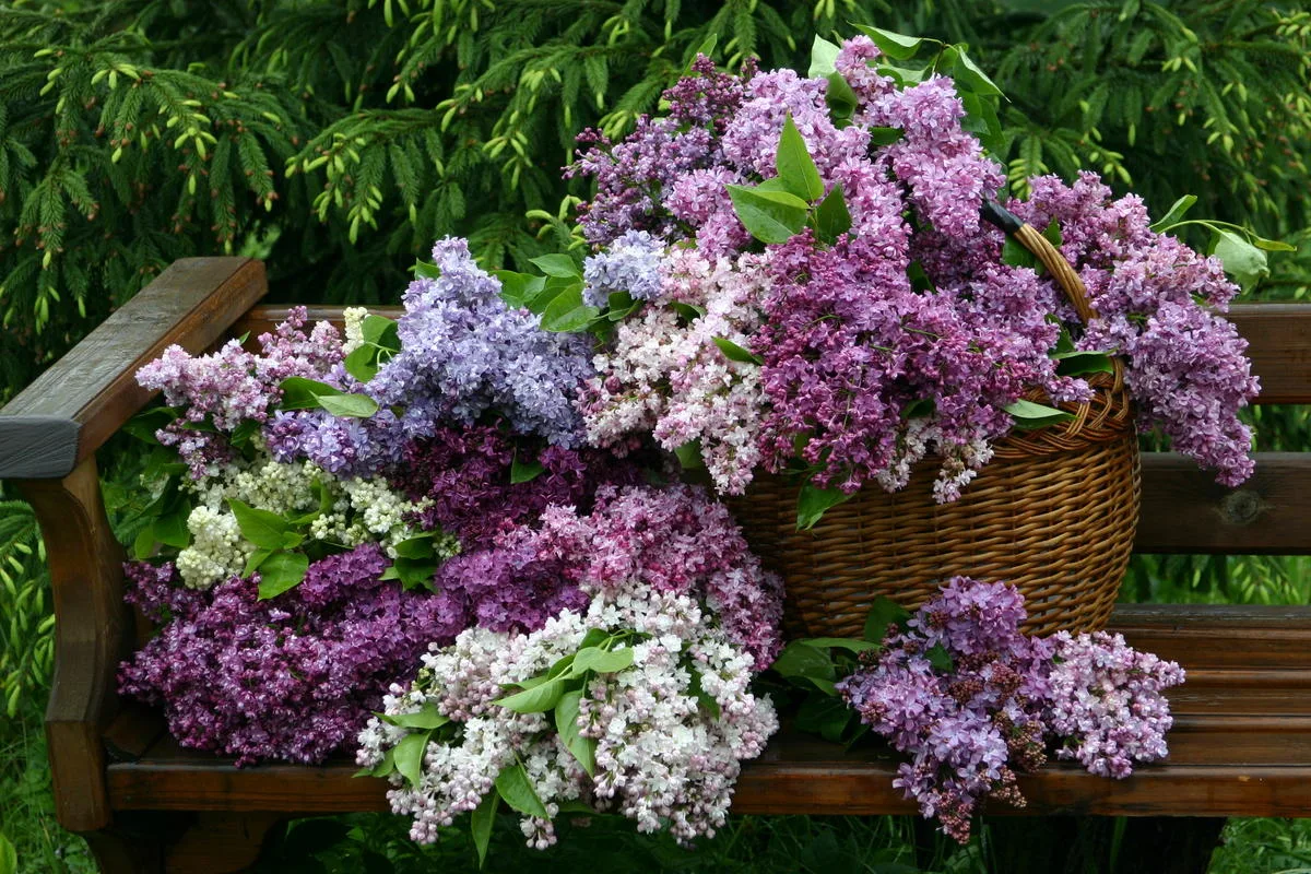 🌸 Прекрасная СИРЕНЬ В САДУ: КАК ВЫБРАТЬ СВОЙ СОРТ? 🌸 ЧАСТЬ 2.