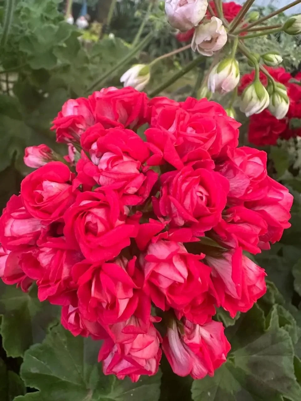 🌿 Комнатные растения в учебно-производственных мастерских — это не просто элемент деко...