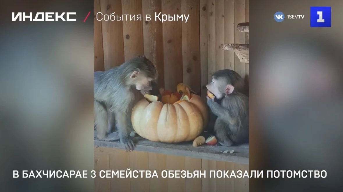 Сразу три семейства обезьян показали потомство в Бахчисарайском парке миниатюр.