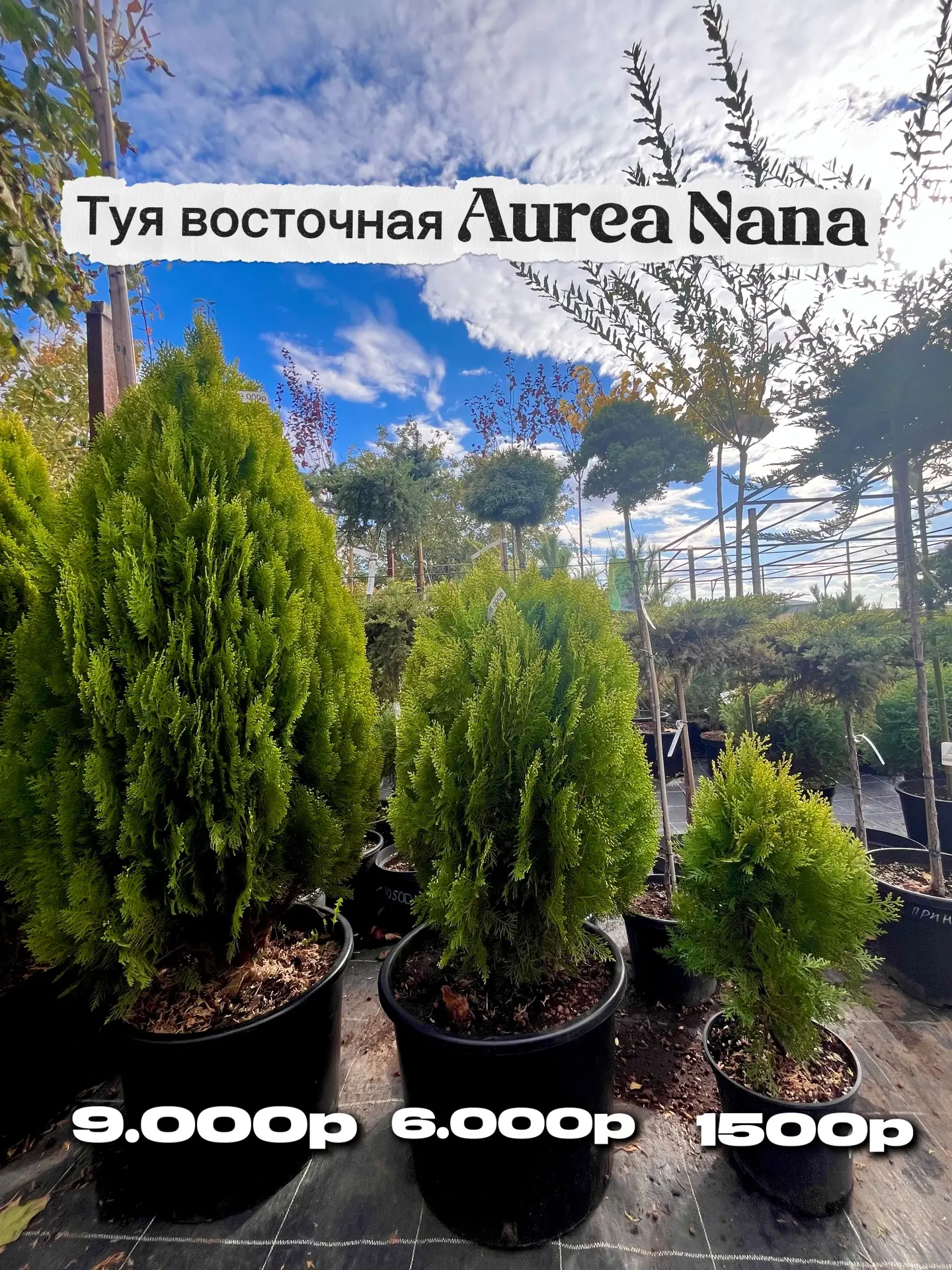 Туя восточная Aurea Nana!🌿✨