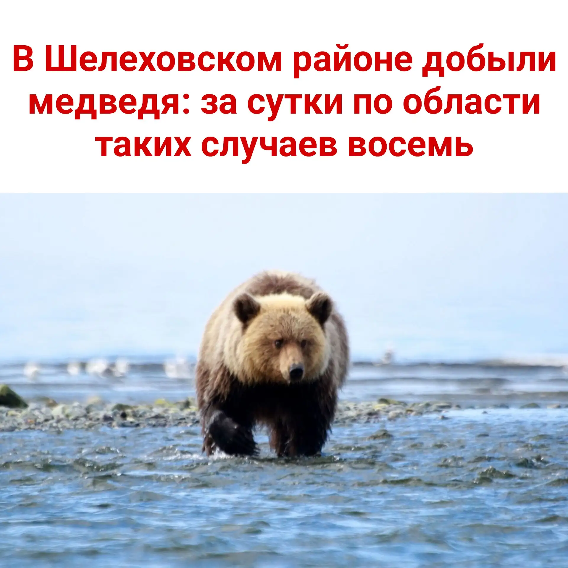 🐻 В Шелеховском районе добыли медведя: за сутки по области таких случаев восемь