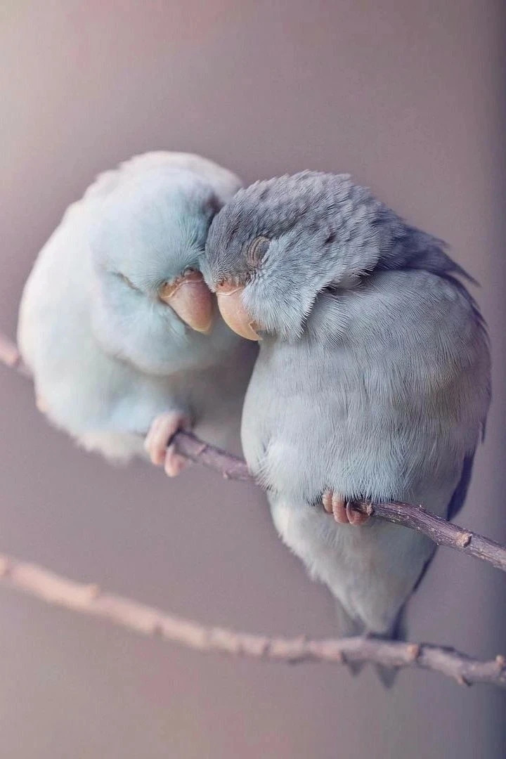 🍃🌸🍃🌸🍃🌸🍃