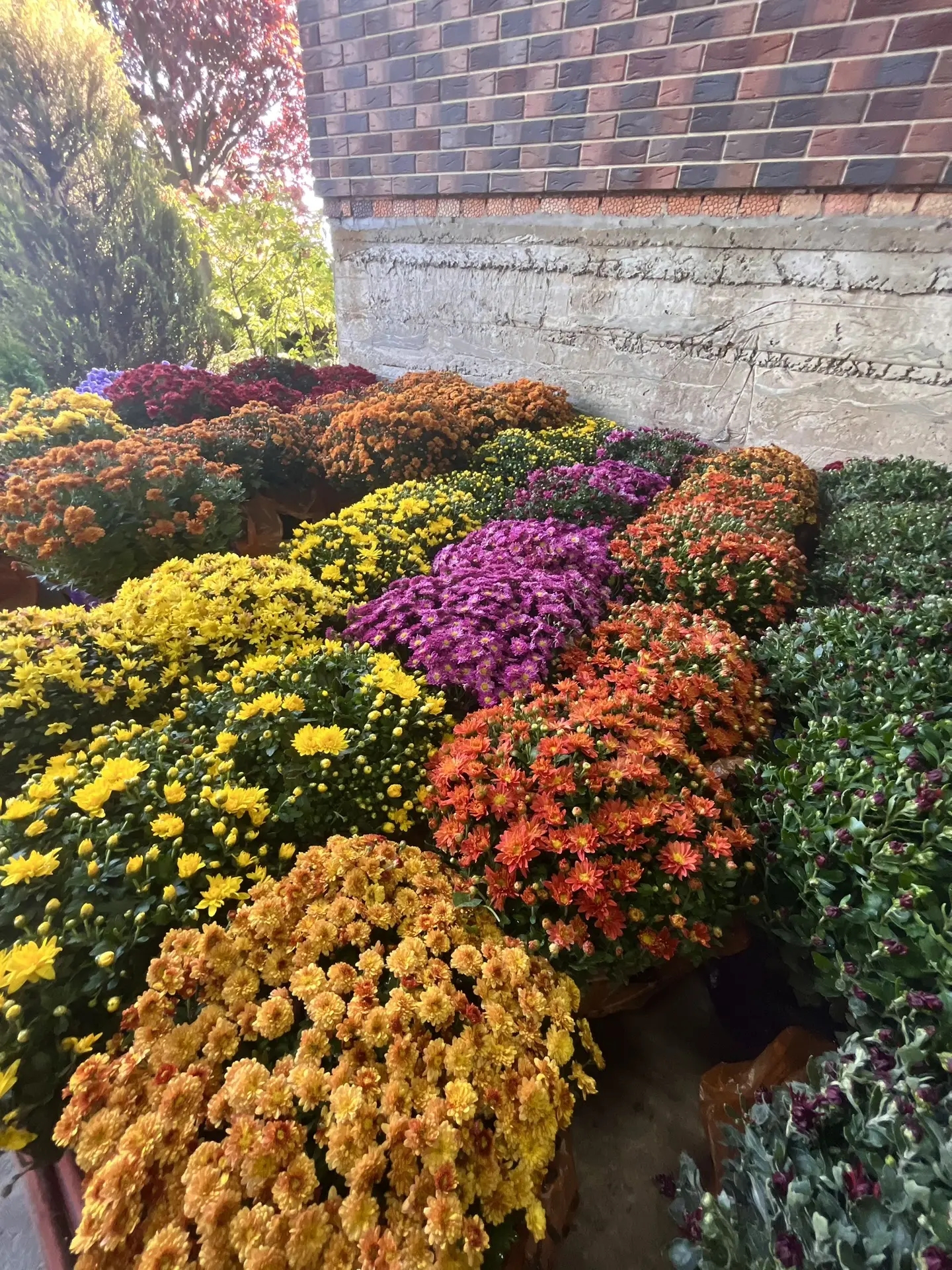 Хризантемы!!!🌼🌼🌼