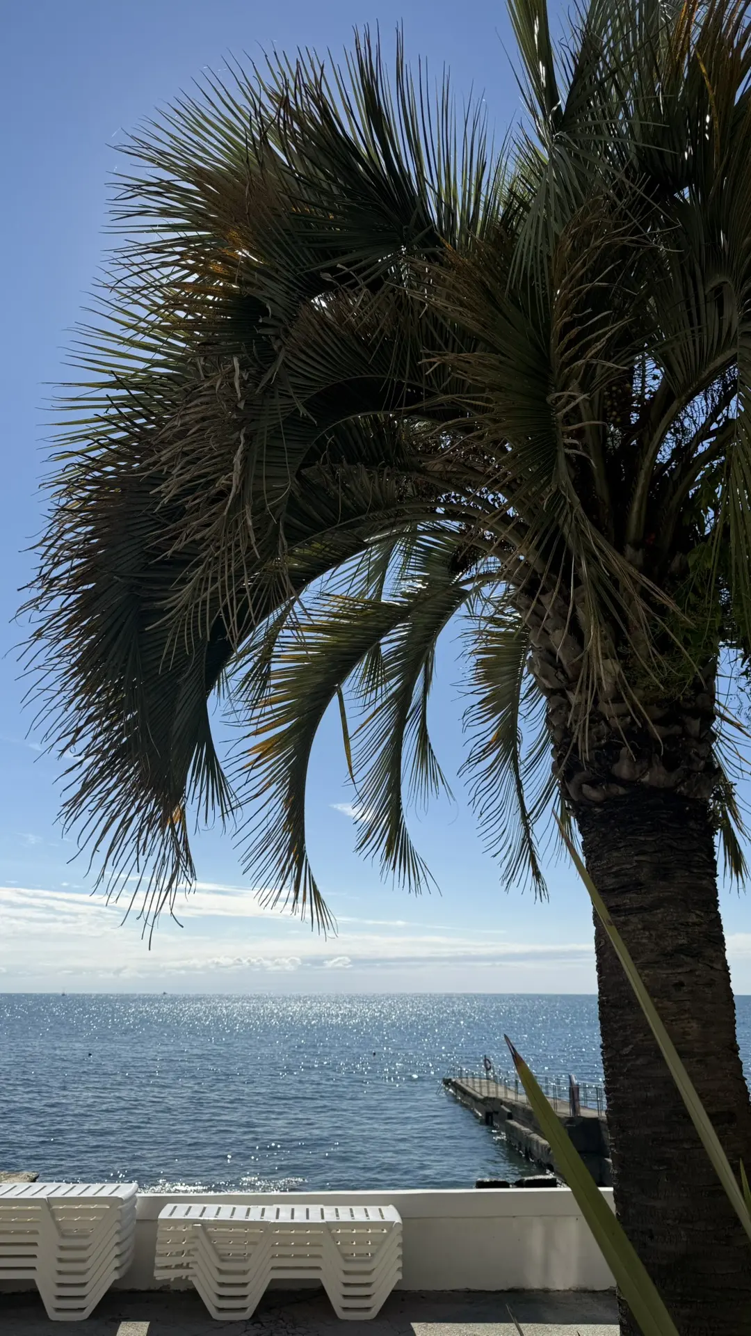 ☀️🌊🌴