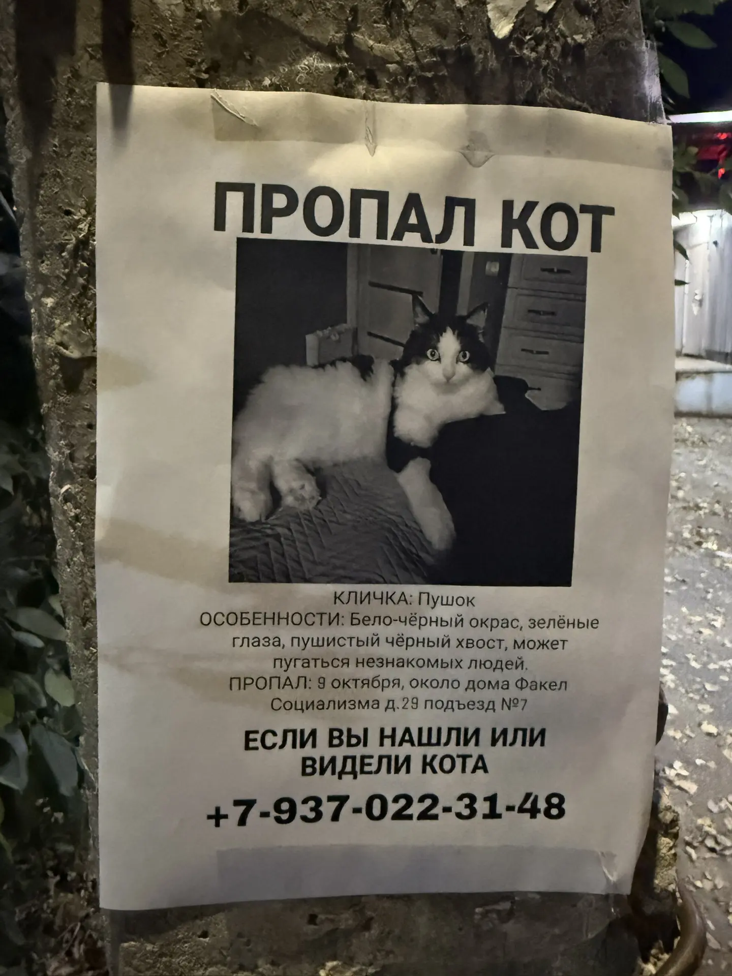 В Балаково пропал кот: помогите вернуть Пушка домой! 😿🔍