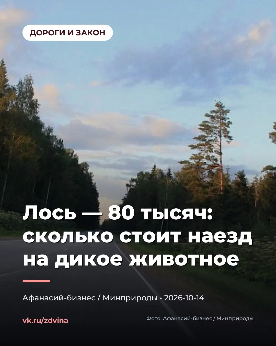 🦌 СБИЛ ЛОСЯ — ПЛАТИ 80 ТЫСЯЧ