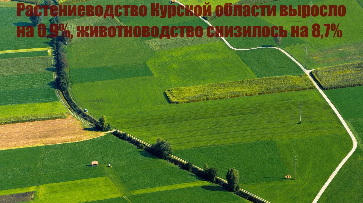 Растениеводство Курской области выросло на 0,9%, животноводство снизилось на 8,7%