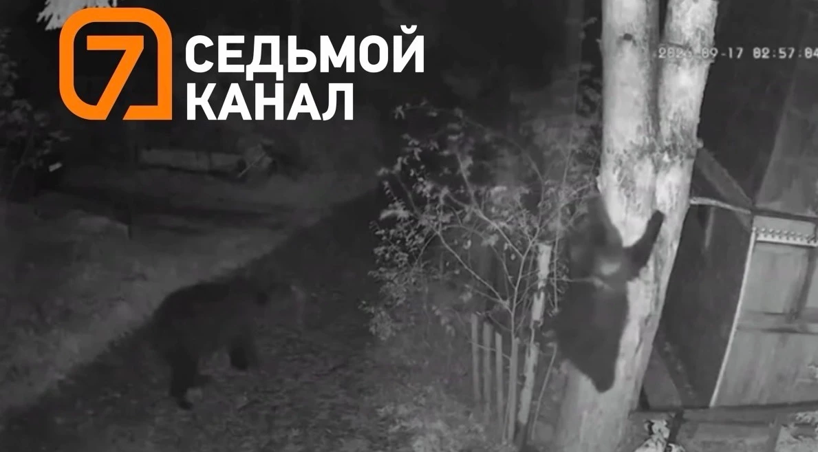 Медведь забрался на дерево посреди улицы в Красноярском крае