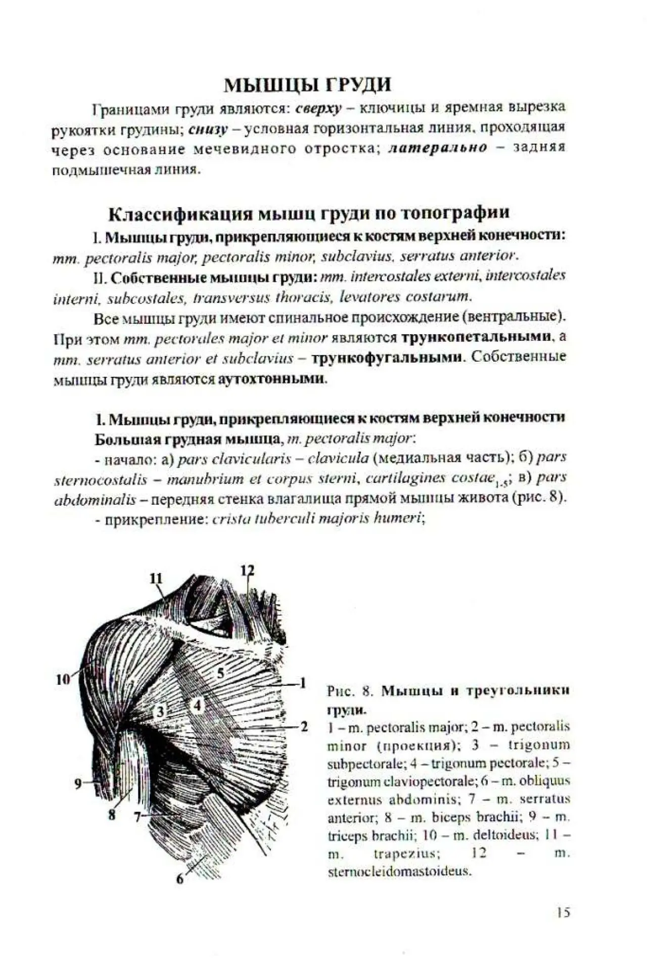 Мышцы груди