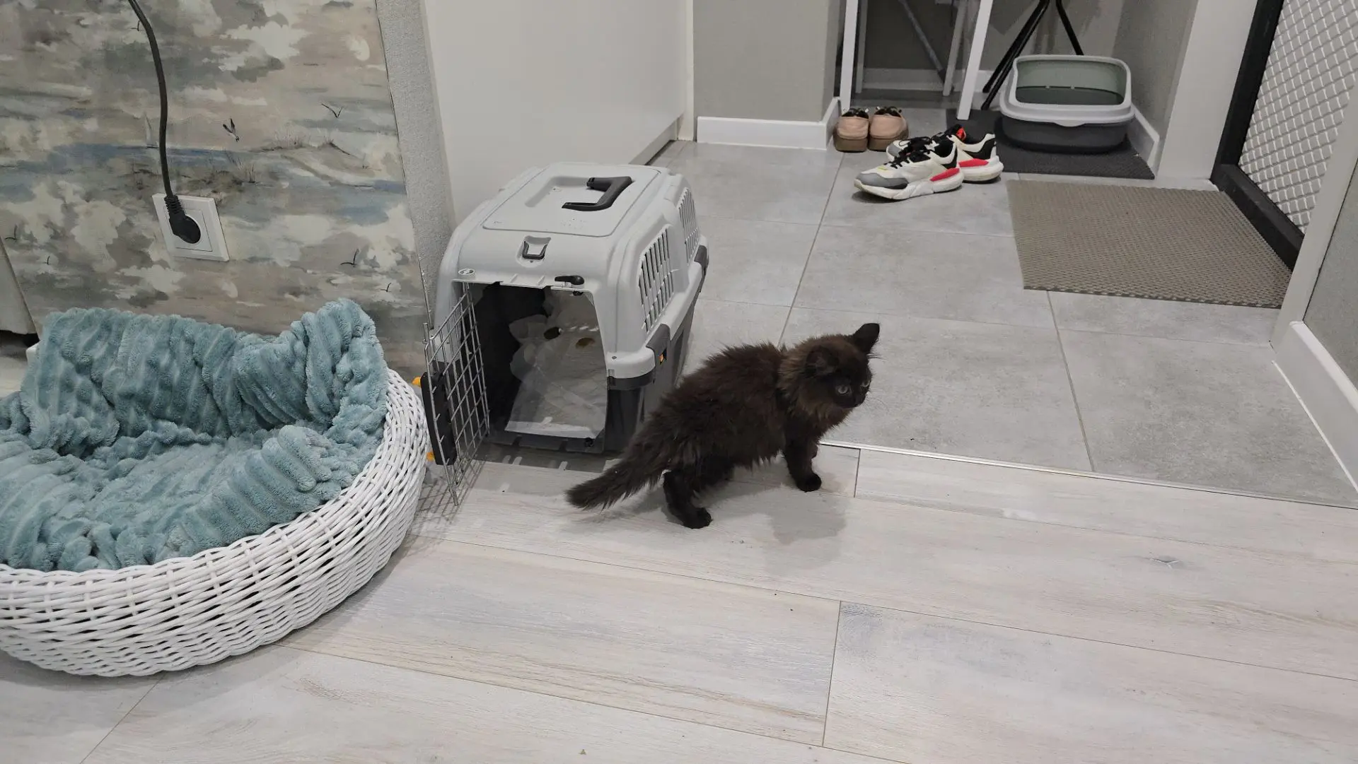 Ребята у нас радость!!! 😁 ❤️ Ещё одна малышка уехала в новый дом 🏡 я сняла много виде...