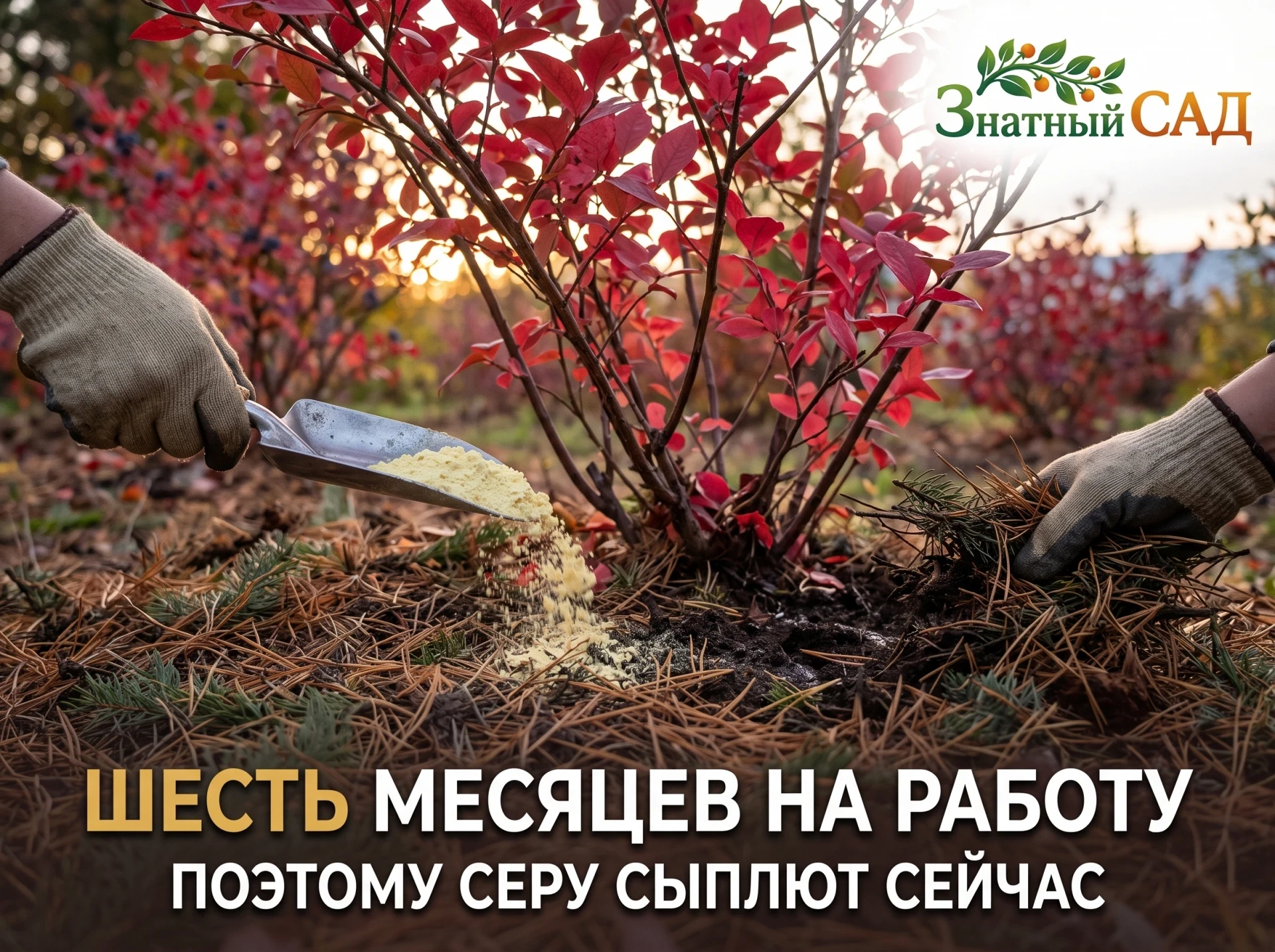 🍂 СЕРУ ПОД ГОЛУБИКУ ВНОСЯТ В ОКТЯБРЕ. НЕ ВЕСНОЙ