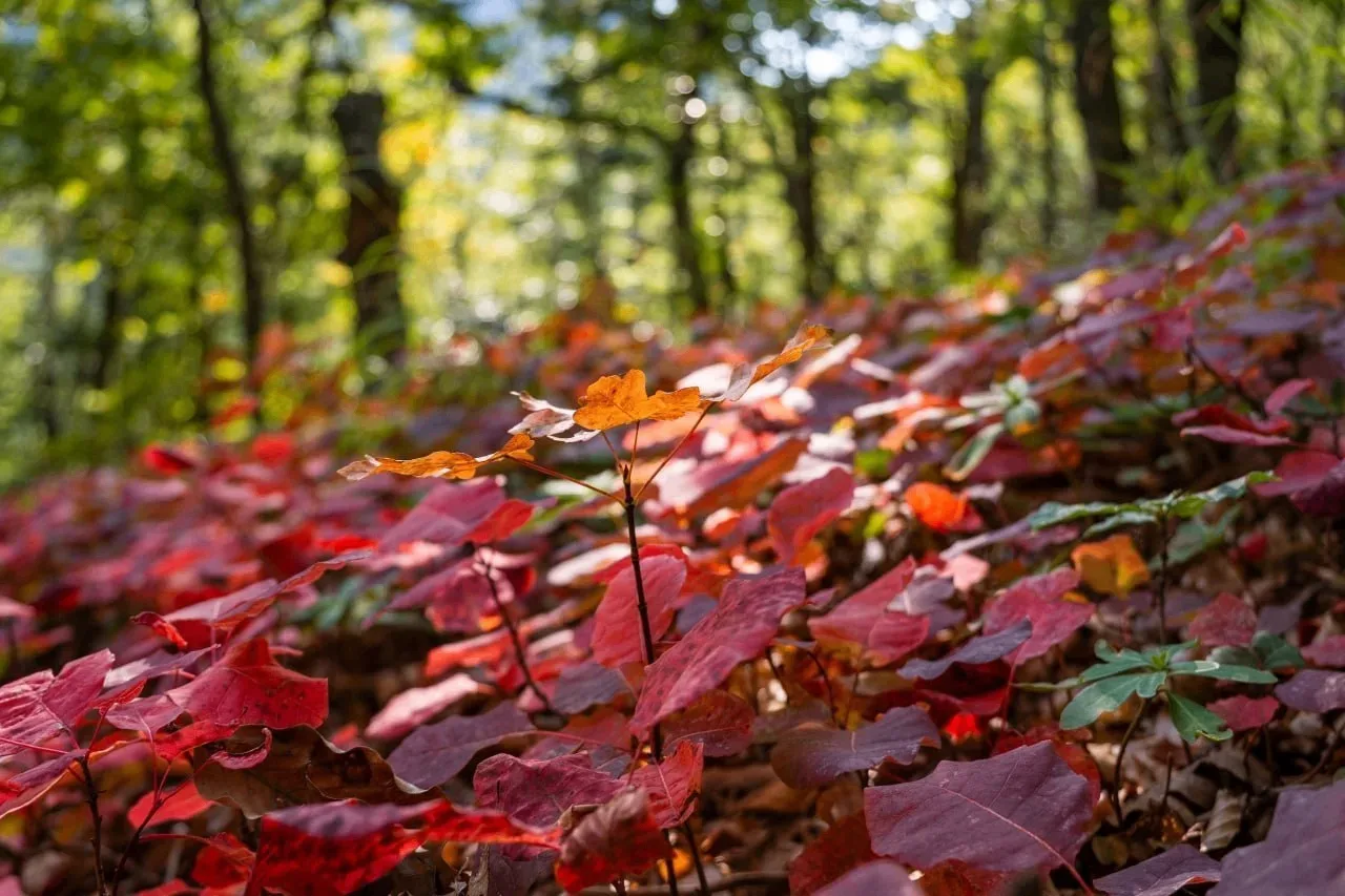 Золотое настроение в крымских горах 🍂