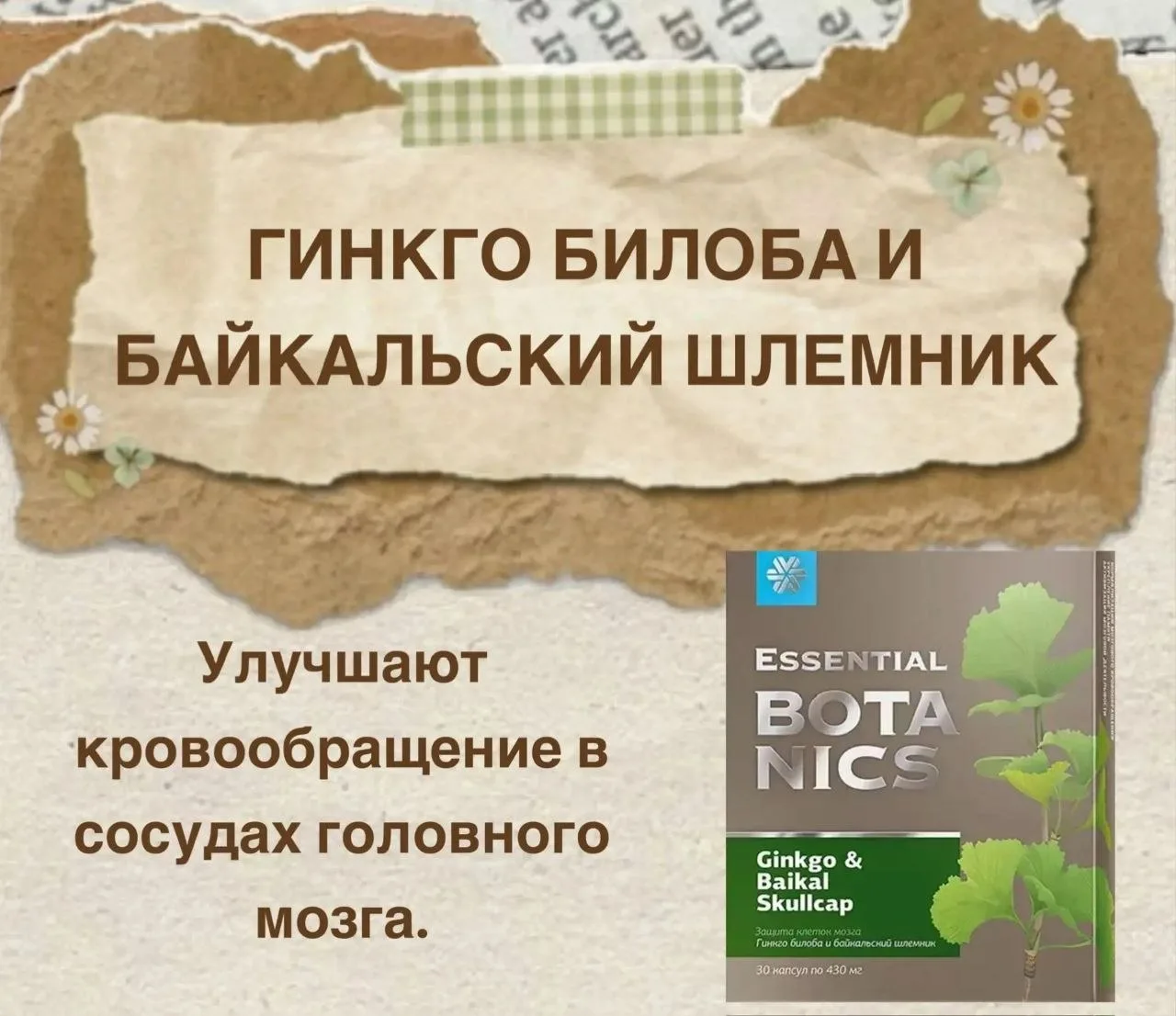 🌿 Гинкго Билоба + Байкальский Шлемник — дуэт для здоровья мозга: