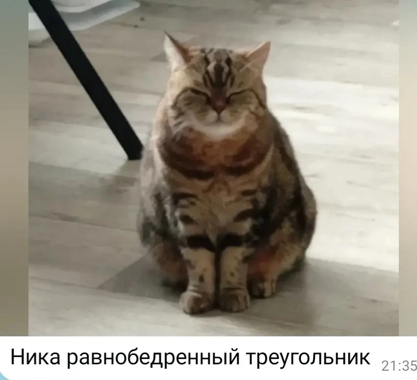 Кошка в семье математиков😂😂
