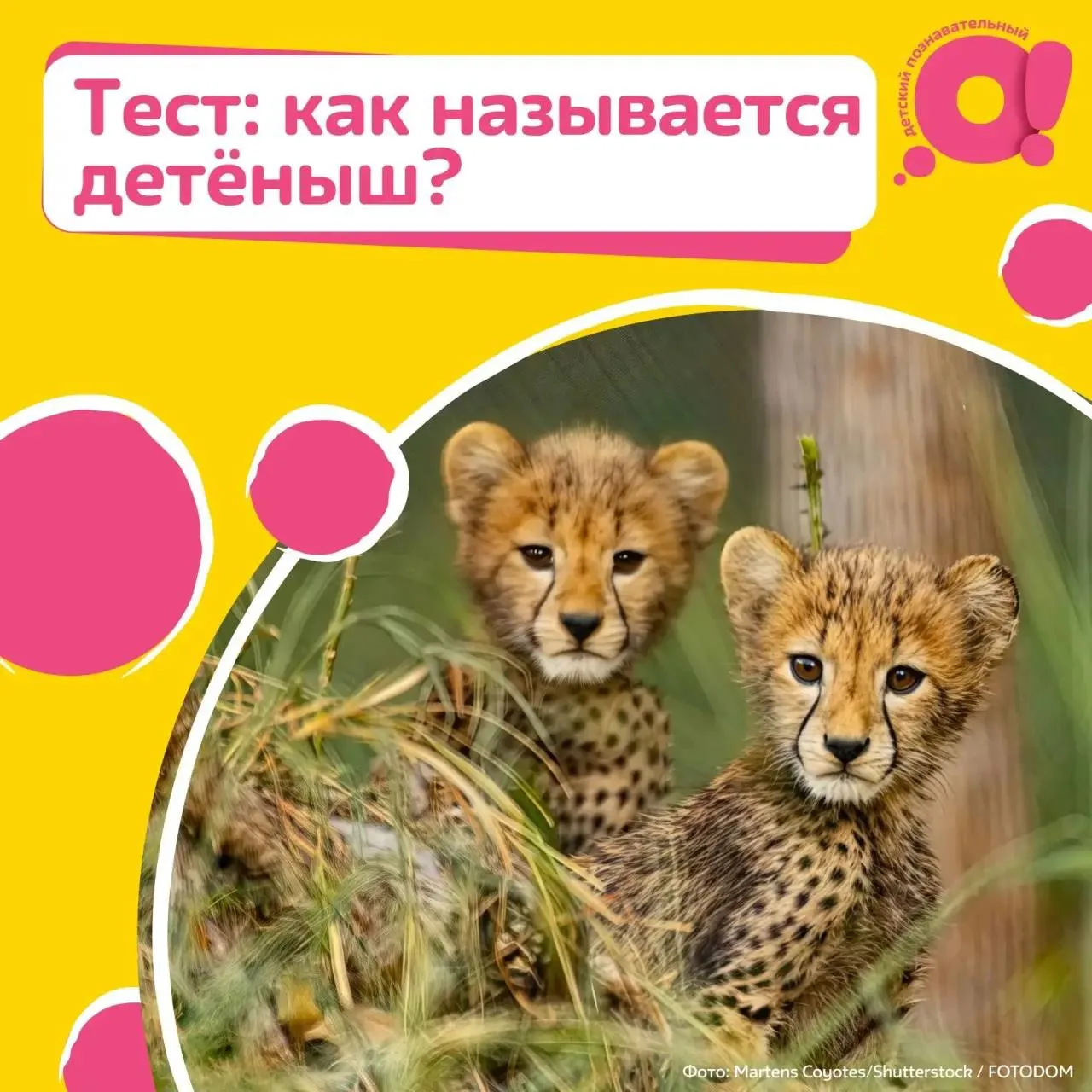 🐴Ягнёнка и жеребёнка вы точно узнаете. А как насчёт остальных малышей?