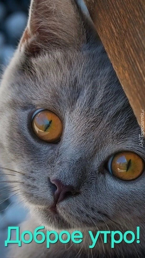 Котаны • подписаться