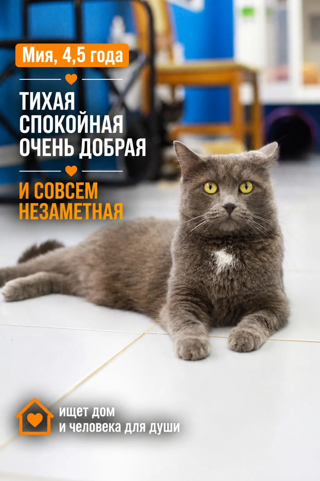 В общей комнате у Мии было свое любимое место — самая высокая полка. Она просто любила ...