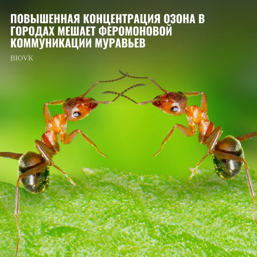 Озон, этот газовый щит планеты от ультрафиолета, оказывается, ведет двойную жизнь — в п...