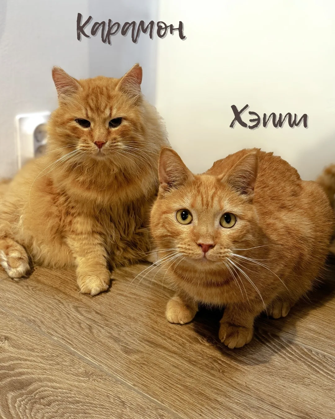 Познакомиться с нашими котиками можно в котокафе Soulmate
